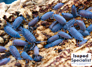 Porcellionides Pruinosis Isopods