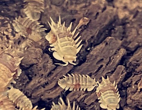 Pseudarmadillo Spinosus "Cuban Spiky" Isopods