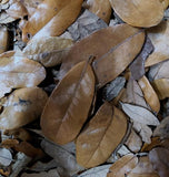 Magnolia Leaf Litter