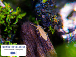 Dwarf White Isopods and 16oz Springtail Culture Bundle