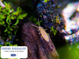 Armadillidium Peraccae Isopods and 16oz Springtail Culture Bundle