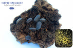 Armadillidium Peraccae Isopods and 16oz Springtail Culture Bundle