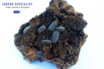 Armadillidium Peraccae Isopods
