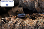 Armadillo Officinalis "Spain" Isopods