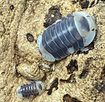 Cubaris Sp. White Ducky Isopods