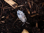 Dairy Cow Isopods and 16oz Springtail Culture Bundle