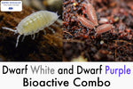 Dwarf White and Dwarf Purple Isopods Combo