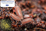Dwarf Purple Isopods and 16oz Springtail Culture Bundle