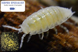 Dwarf White Isopods and 16oz Springtail Culture Bundle