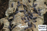 Porcellio Scaber “Wild Type” Isopods