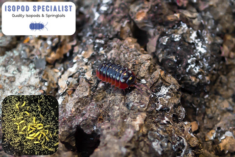 Clown Isopods and 16oz Springtail Culture Bundle