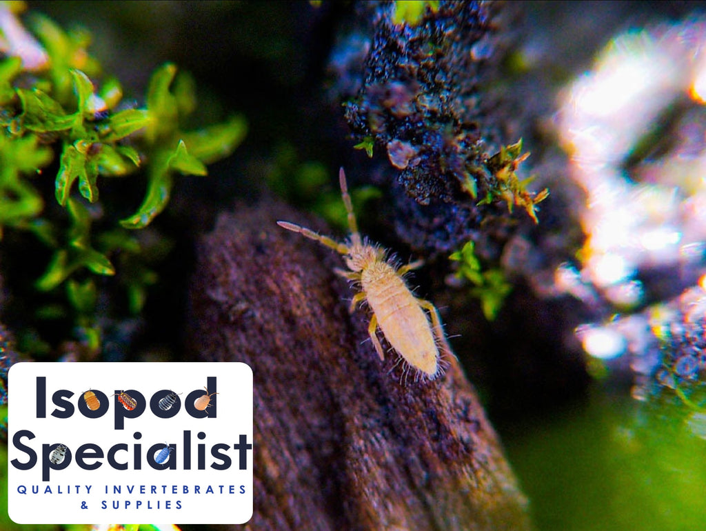 Live Established Springtail Culture (Arid Springtails) – Isopod Specialist