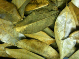 Magnolia Leaf Litter